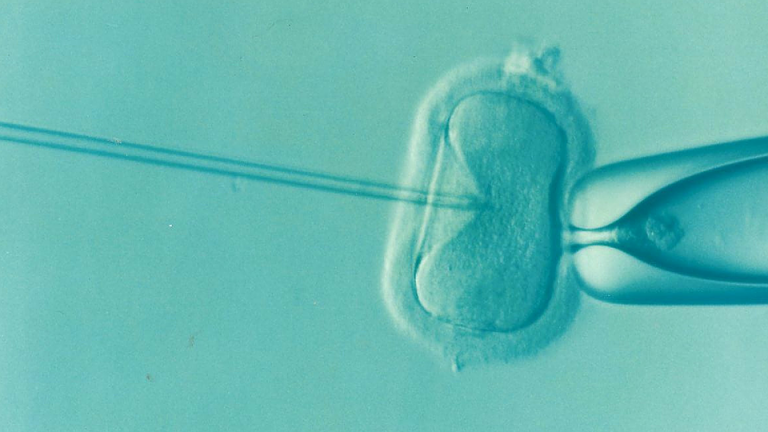 Les embryons chimères : une frontière à ne pas démolir